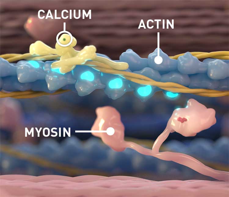 Graphic showing a calcium ion binding to the calcium binding site on troponin. Two free myosin heads are below the actin filament
