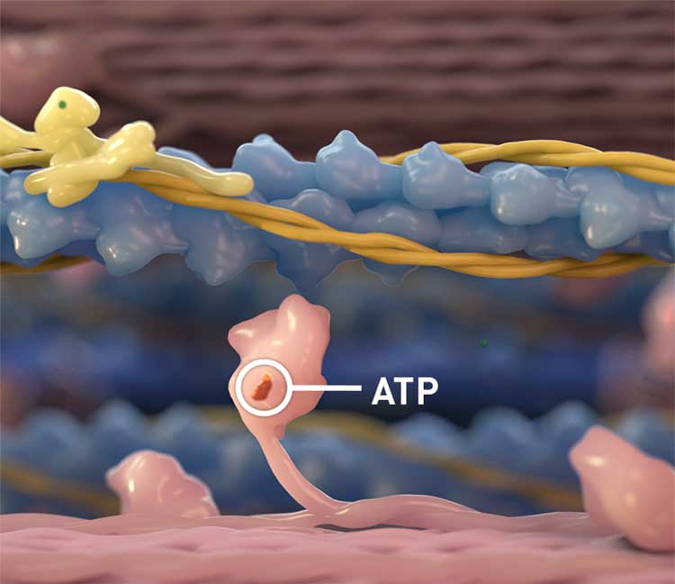 Graphic showing ATP binding to a myosin head